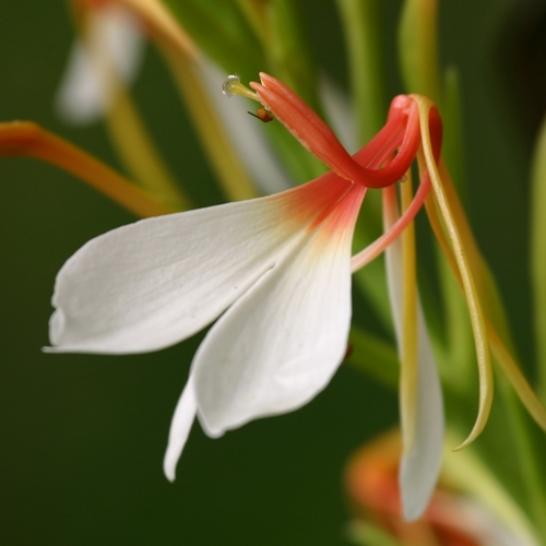 Hedychium Essential Oil 3